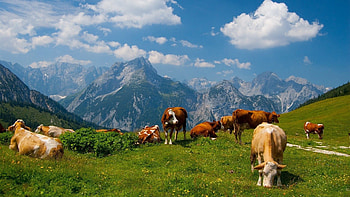 Farm Animals, Animals, Animal farm HD wallpaper