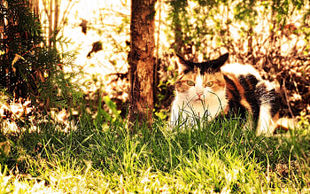 Animals, Grass, Autumn, Sit, Cat, Hunting, Hunt HD wallpaper