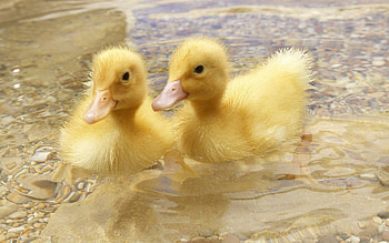 Animals, Ducks, Young, Couple, Pair, Swim, To Swim, Cubs HD wallpaper