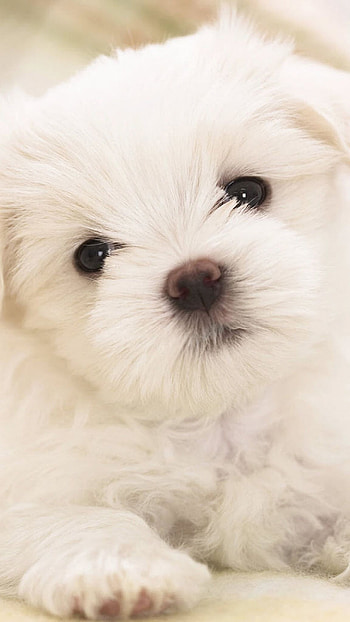 Cute Dog, White Puppy HD phone wallpaper