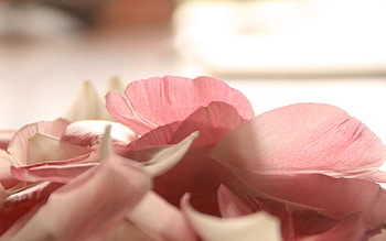 Flower, Macro, Petals, Romance, Tenderness HD wallpaper