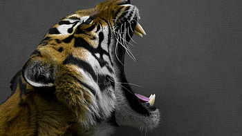 Time for a Nap..., animal, nap, cute, tiger HD wallpaper