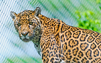 Animals, Jaguar, Muzzle, Spotted, Spotty, Predator, Sight, Opinion, Look Around, Look Back HD wallpaper