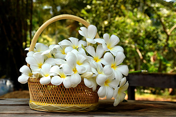 Basket of Plumeria, Plumeria HD wallpaper
