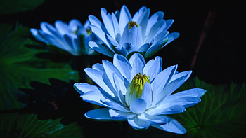Blue Waterlily, Water, Pond, Petals, Lilies HD wallpaper