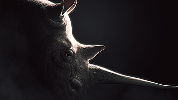 Rhino , Rhino backgrounds, and mobile , High-definition animal HD wallpaper