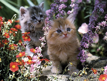 Cute kittens, animal, kitten, flower, garden, cute, cat HD wallpaper