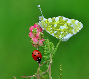 Friends, mustafa ozturk, white, fluture, lady bug, pink, butterfly, green, red, gargarita, flower, insect HD wallpaper