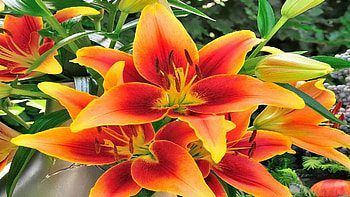 Summer Blossoms, yellow, red, petals, colors, garden, lilies HD wallpaper