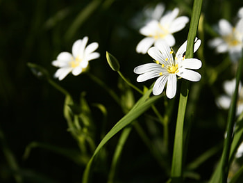 Flowers, Grass, Summer, Stamens HD wallpaper