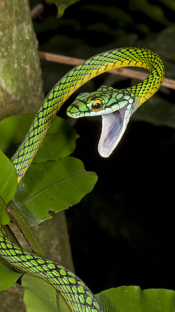 Snake, Green Mamba HD phone wallpaper