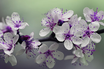 Flowering, Spring, Cherry, Macro, Bloom, Branch HD wallpaper