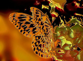 Electrified, neon, black, butterfly, glow, orange, plant green HD wallpaper