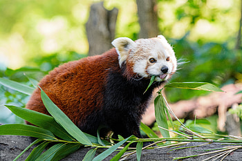 Funny, Animals, Protruding Tongue, Tongue Stuck Out, Panda, Red Panda HD wallpaper
