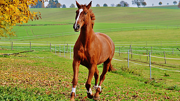 Liver Chestnut, Horses HD wallpaper