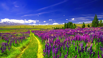 Purple Flower, Field, , Lupine, Flower, Landscape, Path HD wallpaper