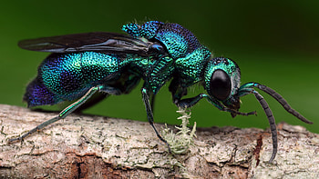The emerald, Wasp HD wallpaper