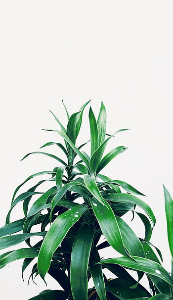 Vibrant Dracaena plant with glossy leaves on a crisp white backdrop, showcasing natural beauty. HD phone wallpaper