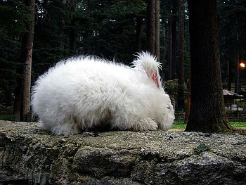 White Rabbit, cute, white, , rabbit HD wallpaper