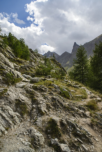 Nature, Trees, Stones, Bush, Rocks HD phone wallpaper