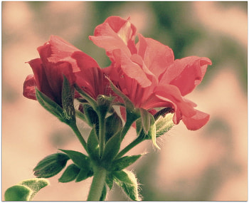 just a flower, alone, garden, beautiful, nature, red flower HD wallpaper