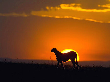 Cheetah-at-Sunset, at-sunset, beautiful, cheetah HD wallpaper