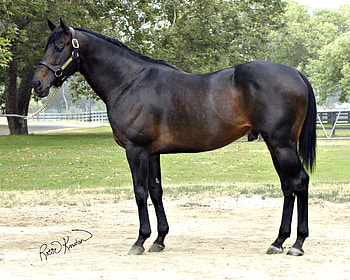 Beautiful Thoroughbred English Horse, english horse, horses, thoroughbred, animals HD wallpaper