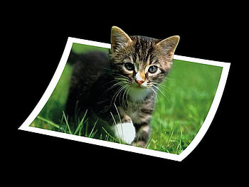 Cute Cat, cute, cat, beautiful HD wallpaper