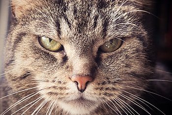 Animals, Cat, Muzzle, Sight, Opinion, Severe HD wallpaper