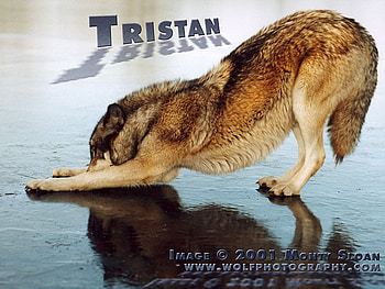 TRISTAN BOWING TO THE ICE?, wolves, animals, tristan the wolf, dogs, wolf bowing, grey wolf, bow, ice HD wallpaper