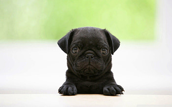 Pug puppy, Irresistible charm, Lovable wrinkles, Playful curiosity HD wallpaper