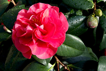 Plant of the month, Camellia, Camellia, Plant HD wallpaper