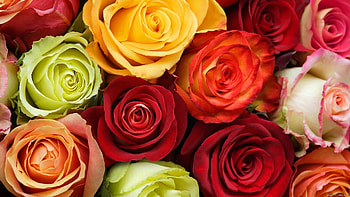 Plants, Flowers, Roses HD wallpaper