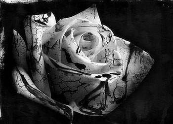 Black Blood Rose, rose, gothic, black blood HD wallpaper