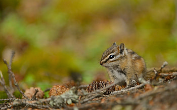 Chipmunk, Cone collector, , and mobile HD wallpaper