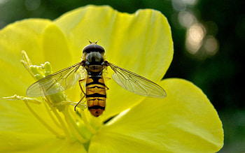 Flower, Macro, Petals, Bee, Pollen, Pollination, Nectar HD wallpaper