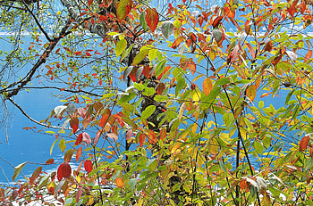 Nature, Autumn, Leaves, Sea, Wood, Multicolored, Tree, Paints, Palette HD wallpaper