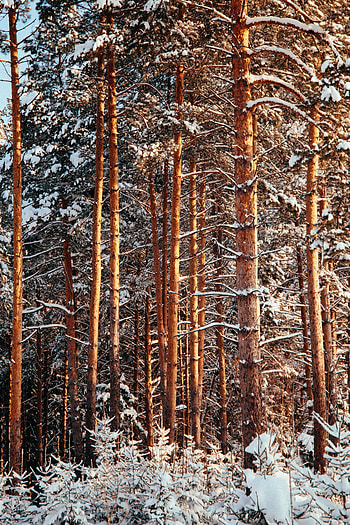 Winter, Nature, Trees, Pine, Snow, Forest HD phone wallpaper