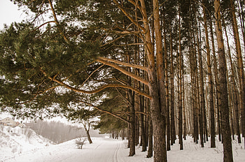 Winter day, trees, outdoor, nature HD wallpaper