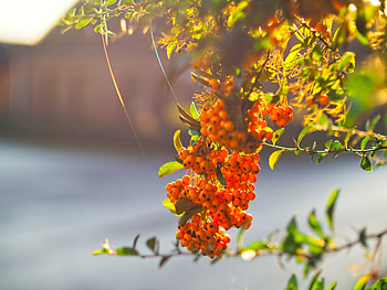 Nature, Berries, Plant, Bunch HD wallpaper