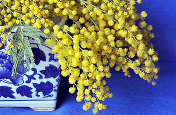 Flowers, Fluffy, Branch, Mimosa, Porcelain HD wallpaper