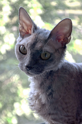 Devon Rex, Soft and silky, Loving temperament, Inquisitive nature HD phone wallpaper
