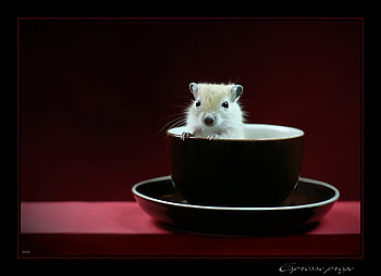Espresso Prego, looking, coffee, mouse, cup HD wallpaper