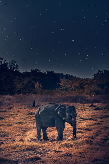 Majestic African elephant standing in the wilderness beneath a starry night sky, showcasing nature's nocturnal beauty. HD phone wallpaper