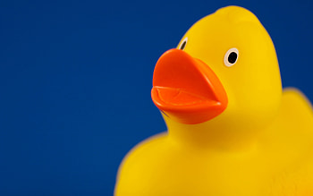 My Rubber Ducky, toy, duck, childhood, bath, water, child HD wallpaper