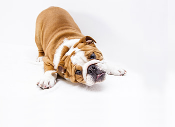 Puppy, cute, dog, play HD wallpaper