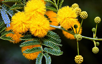 Acacia Tree, Spring beauty, Yellow buds, Beautiful HD wallpaper