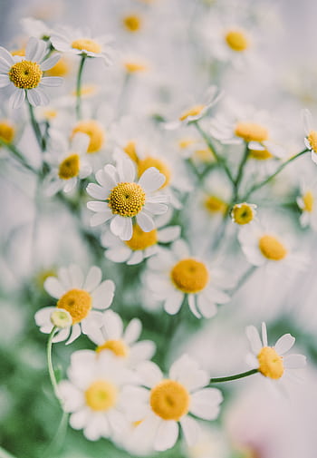 Beautiful close-up of blooming white daisies in a garden, showcasing nature's delicate charm. HD phone wallpaper