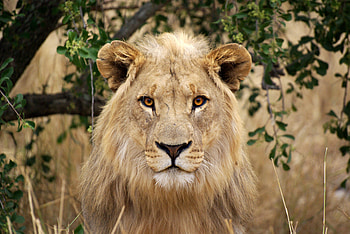Animals, Muzzle, Lion, Big Cat, Nice, Sweetheart HD wallpaper