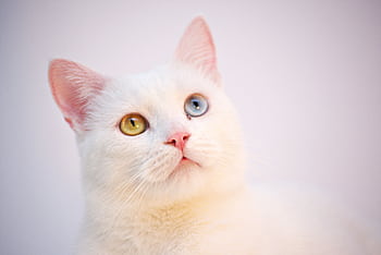 A fluffy white cat with one blue and one yellow eye, showcasing its striking heterochromia. HD wallpaper